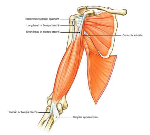 biceps anatomie